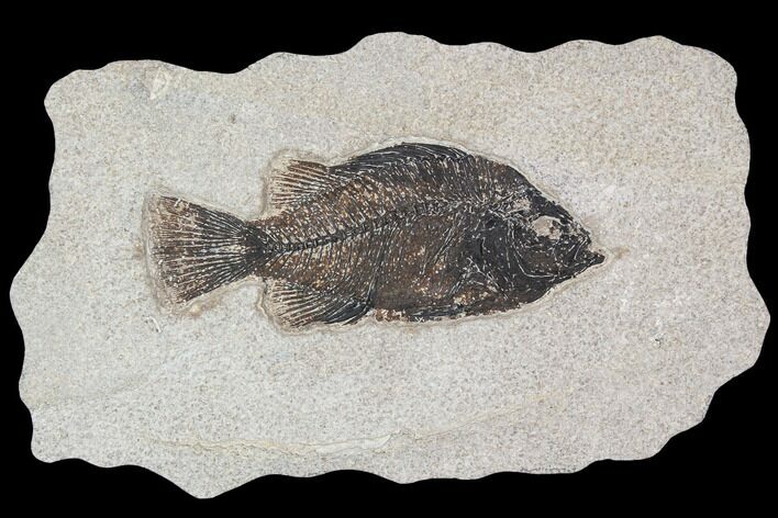 Cockerellites (Priscacara) Fossil Fish - Hanger Installed #92671